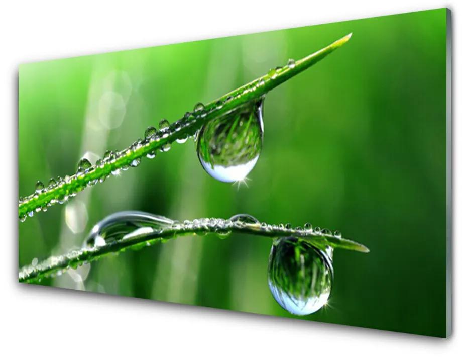 Foto op glas Grass dew drops 100x50 cm
