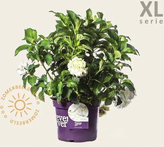 Hydrangea macrophylla 'Forever & Ever' (Wit) - XL Doorbloeiende Hortensia