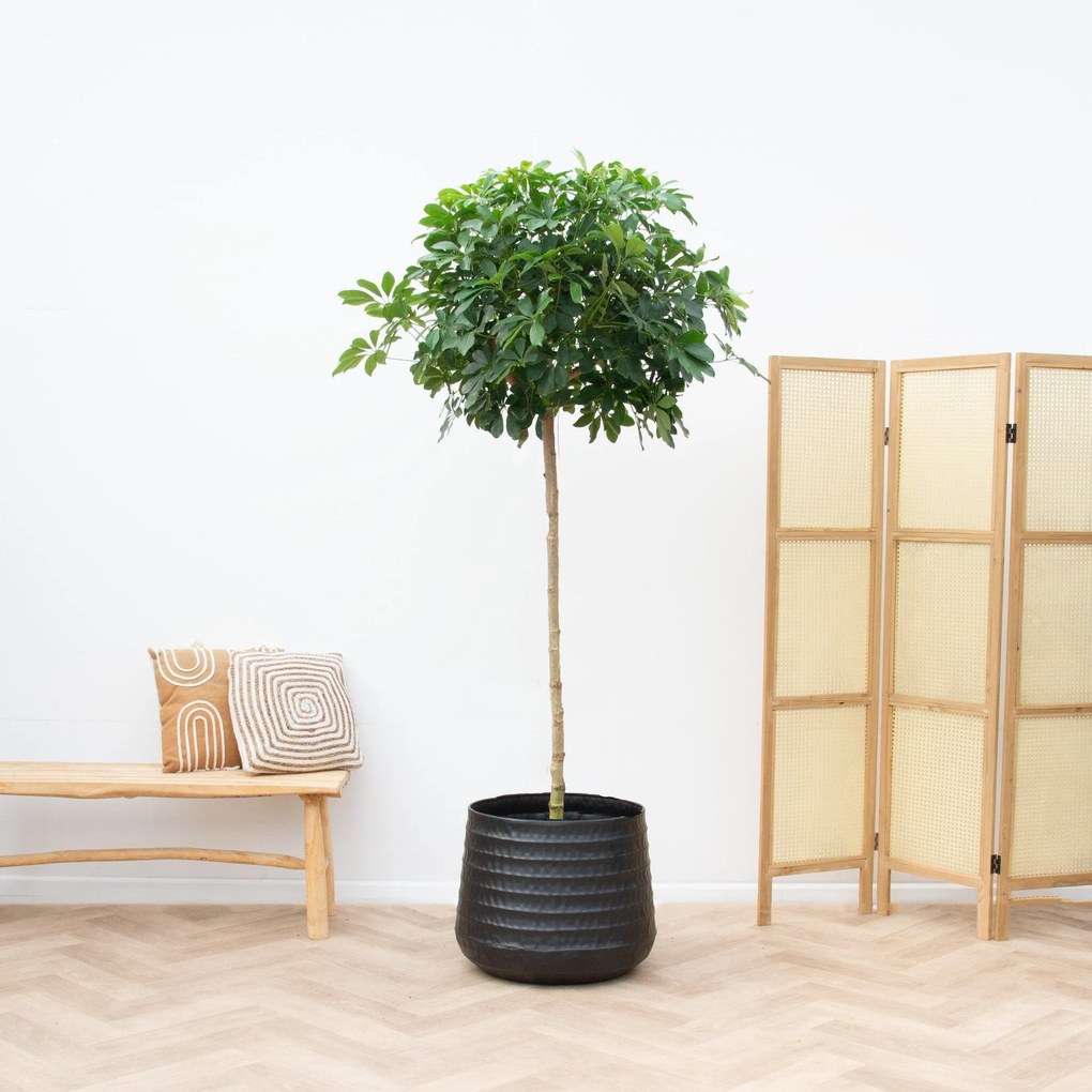 Schefflera Nora op stam - 210cm