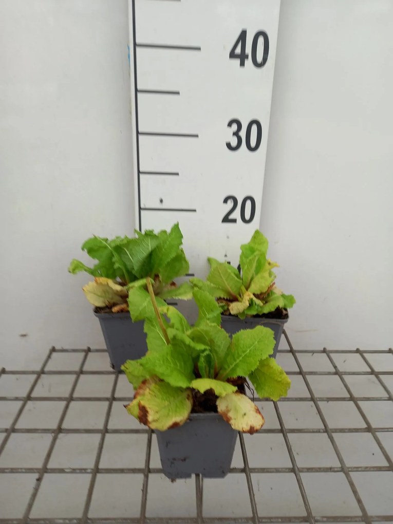 Primula japonica 'Miller's Crimson' - pot 9x9 cm -