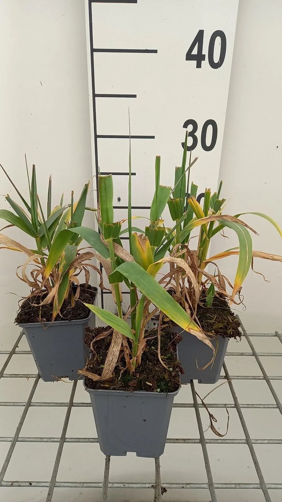 Arundo donax - pot 9x9 cm -