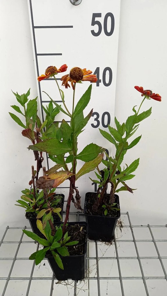 Helenium 'Waltraut' - pot 9x9 cm -