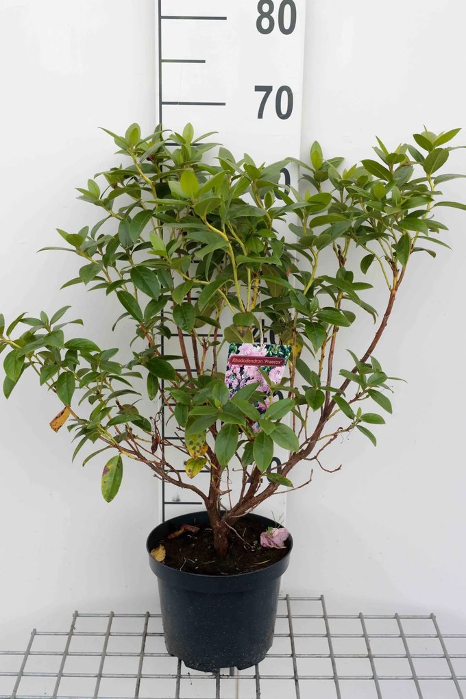 Rhododendron 'Praecox' - pot - 30-40 cm