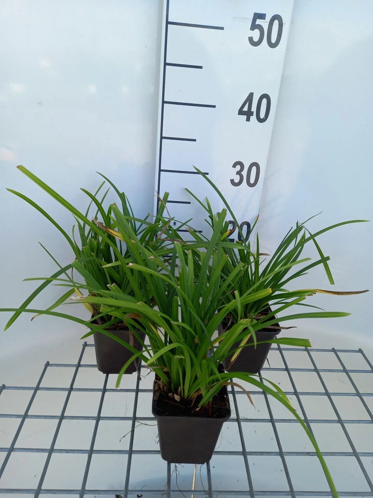 Carex morrowii 'Irish Green' - pot 9x9 cm -