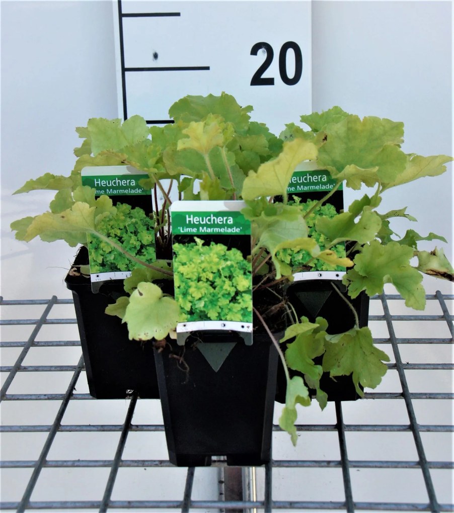 Heuchera 'Lime Marmelade' - pot 9x9 cm -