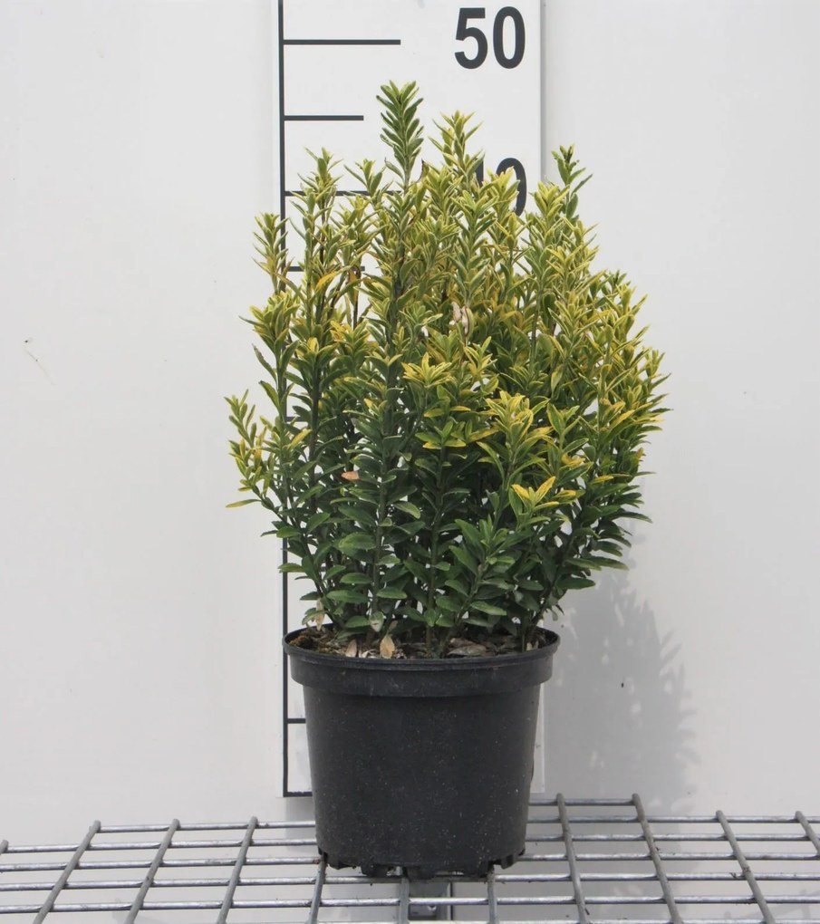 Euonymus japonicus 'Microphyllus Aureovariegatus' - pot - 20-30 cm