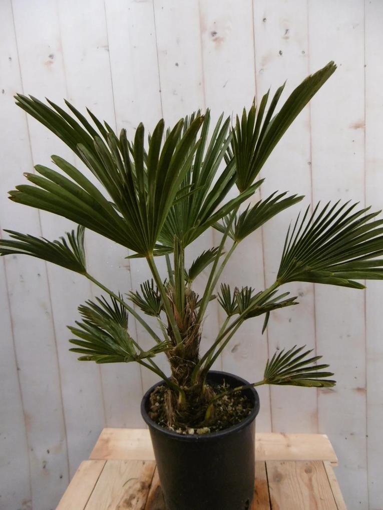 Winterharde Palmboom hoogte 70 cm Warentuin Natuurlijk