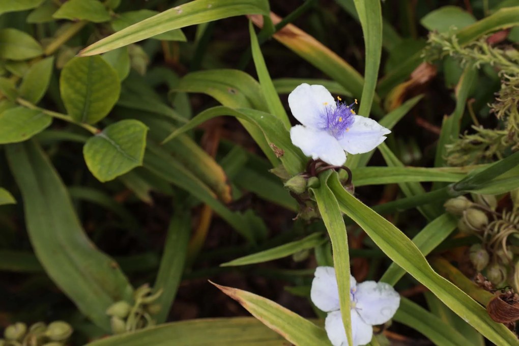 Tradescantia 'Osprey' - pot 9x9 cm