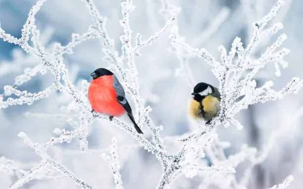 Foto two birds bullfinch and titmice sit, Nataba