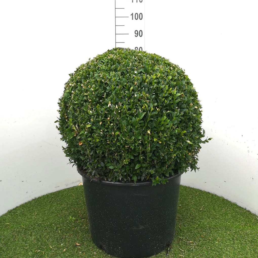 Buxus sempervirens - pot - bolvorm diameter 60+ cm -