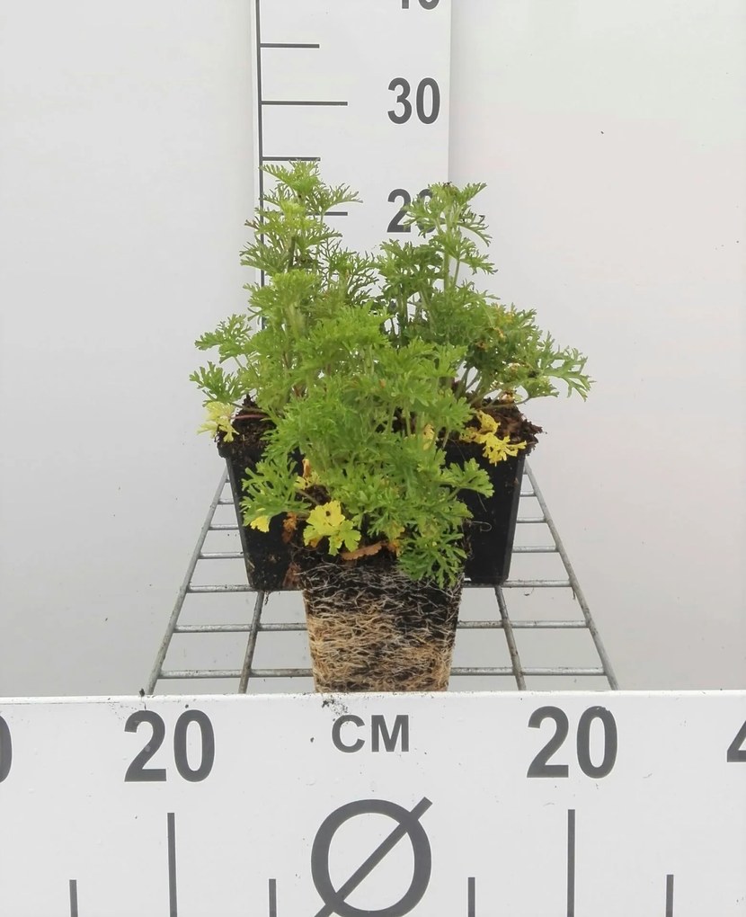 Malva moschata 'Rosea' - pot 9x9 cm -
