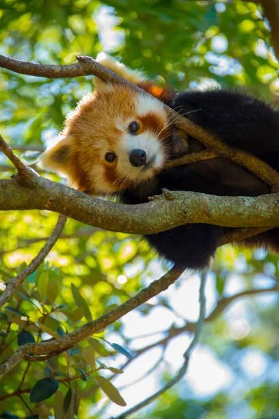 Foto Red Panda, NoodlePix