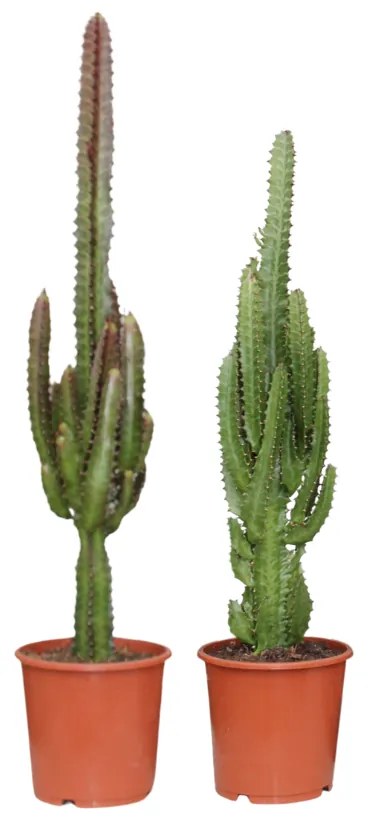 Euphorbia Groen / Rood - 2 stuks -Ø17cm - ↕75cm