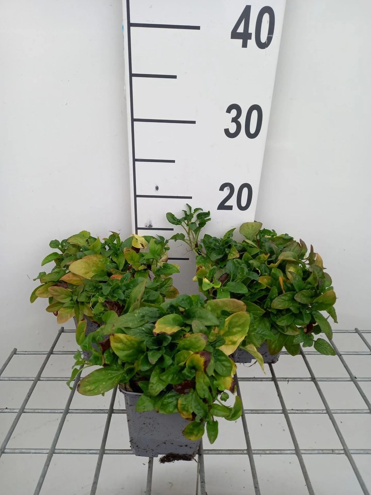 Prunella vulgaris - pot 9x9 cm -