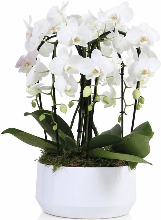Orchidee Diamand 6 Tak Crown Wit