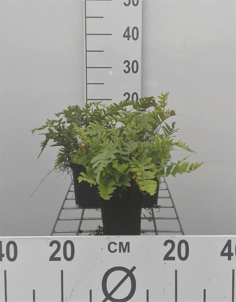 Polypodium vulgare - pot 9x9 cm -