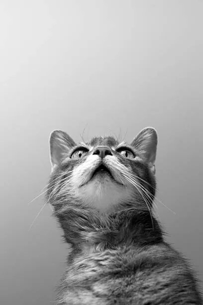 Foto a cat on grey background, Zoonar RF