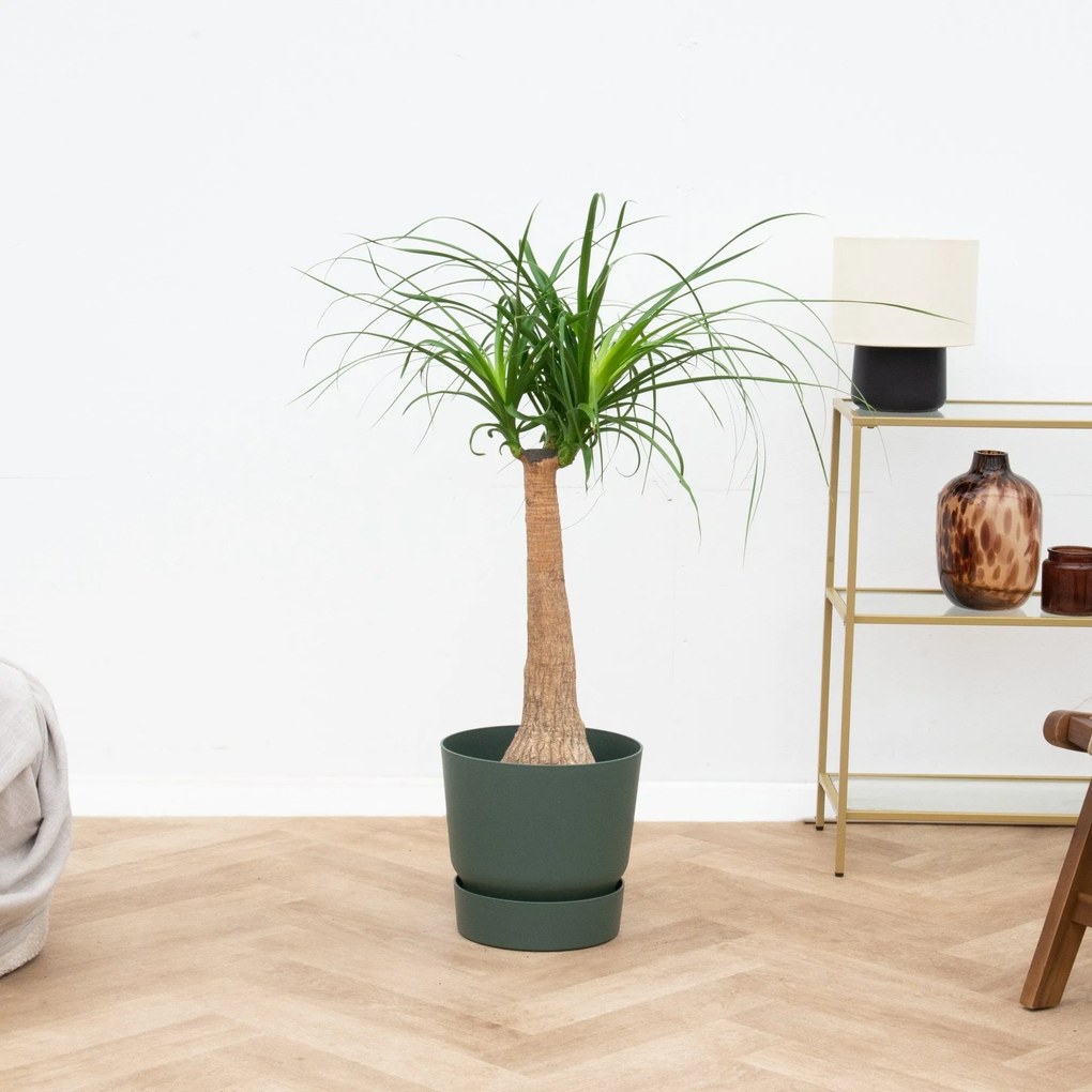 Beaucarnea - 90cm