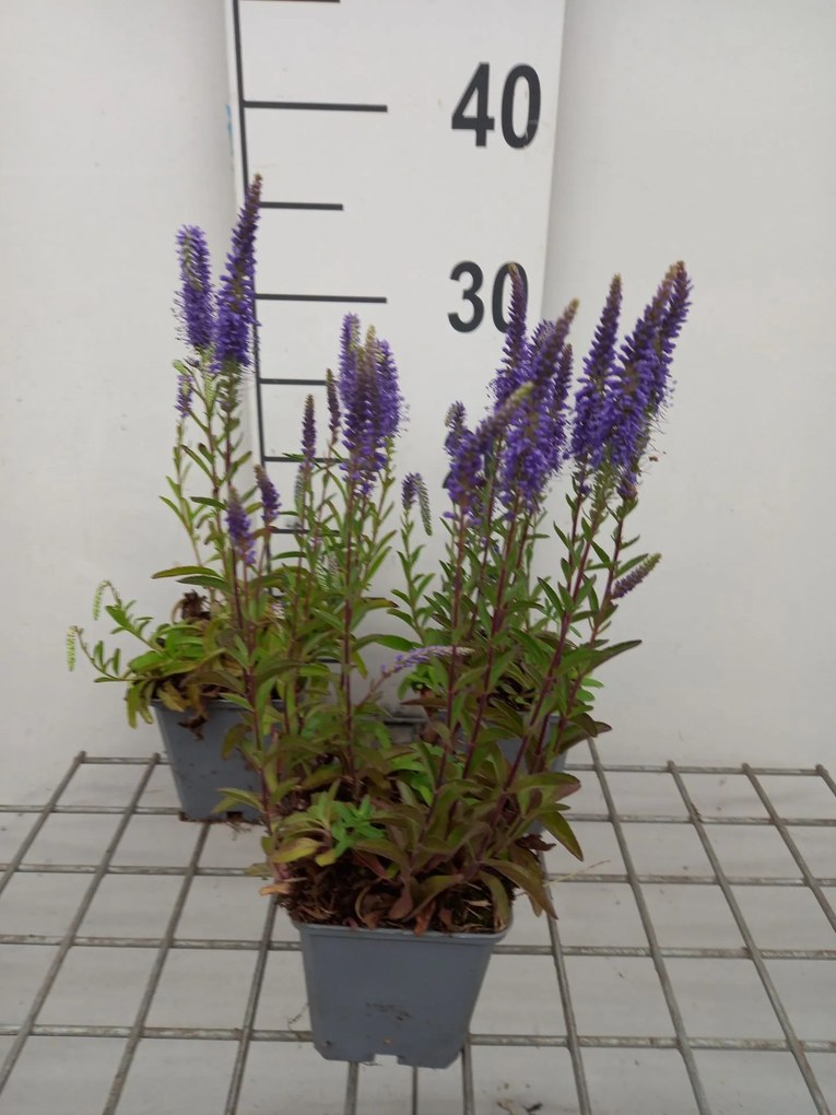 Veronica spicata 'Blauteppich' - pot 9x9 cm