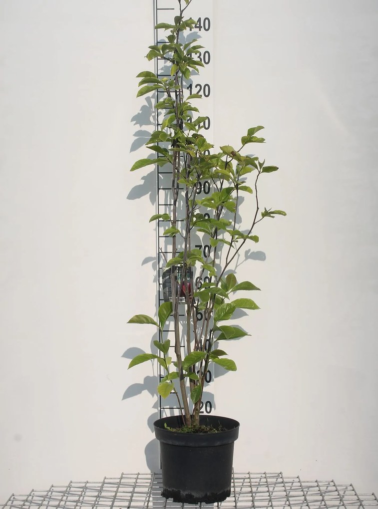 Magnolia liliiflora 'Nigra' - pot - 80-100 cm