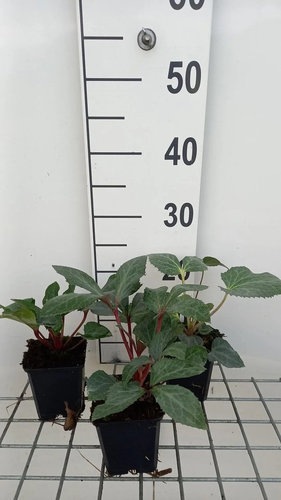 Helleborus x sternii - pot 9x9 cm -