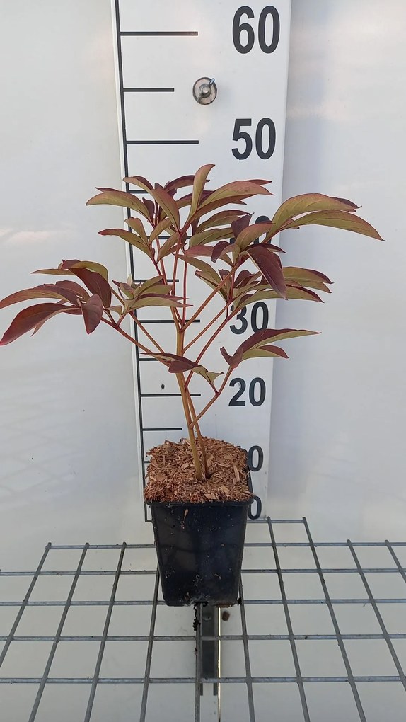 Paeonia 'Victoire de la Marne' - pot 1L