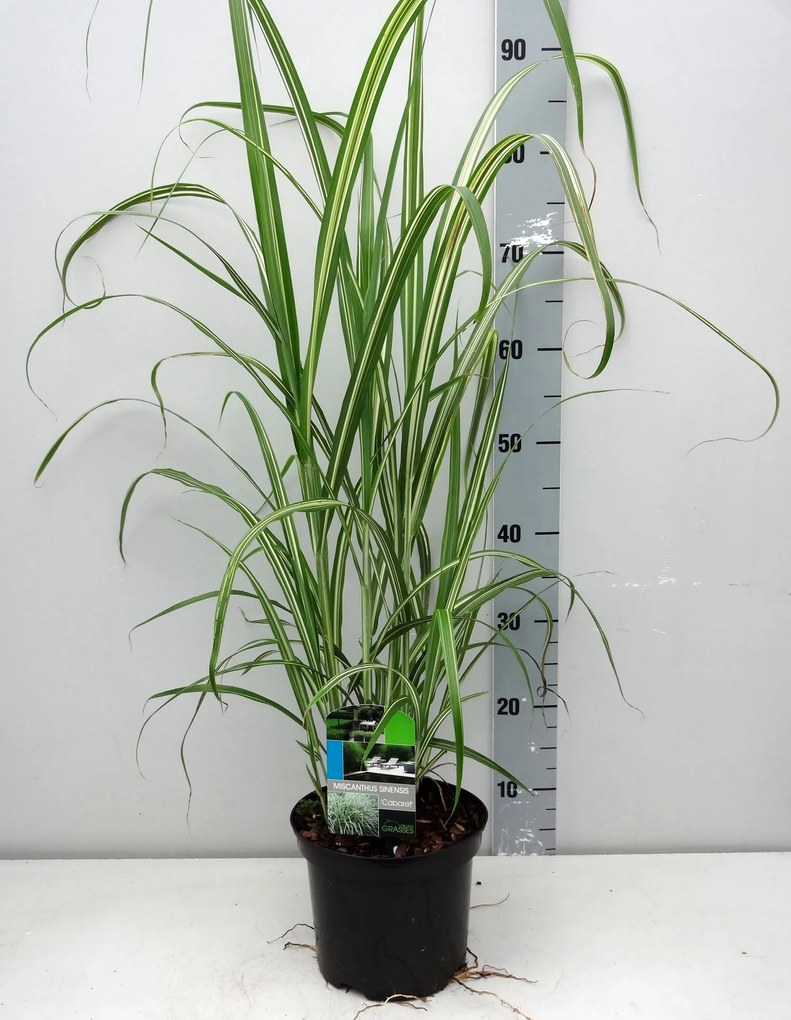 Miscanthus sinensis 'Cabaret' - pot 3L -