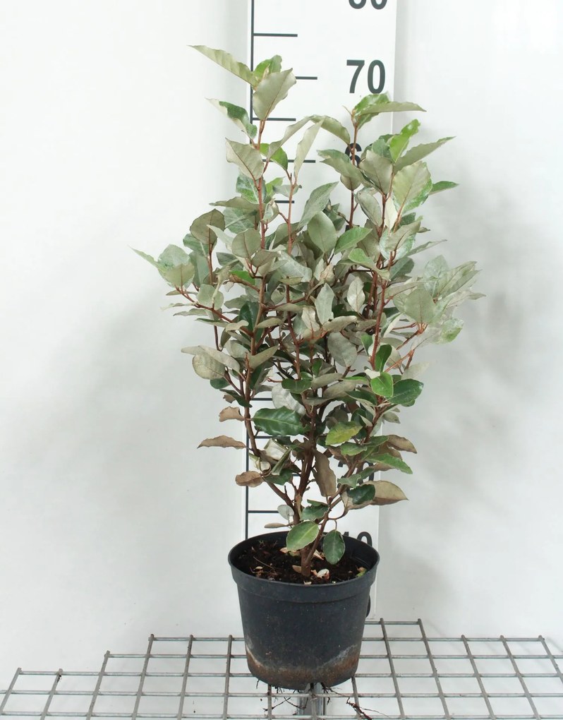 Elaeagnus x ebbingei - pot - 40-60 cm -
