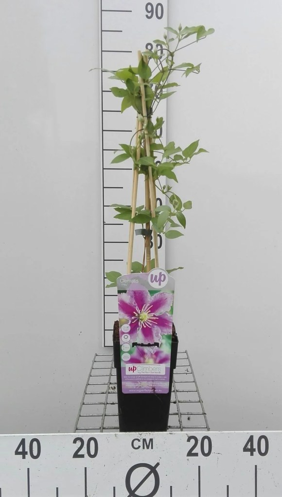 Clematis 'Piilu' - pot - 50-60 cm -