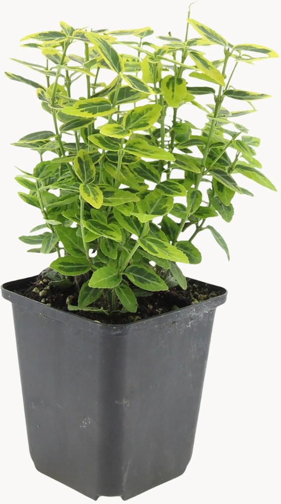 Planten Fortune's Spindle Euonymus fortunei Emerald n Gaiety, 6-delig