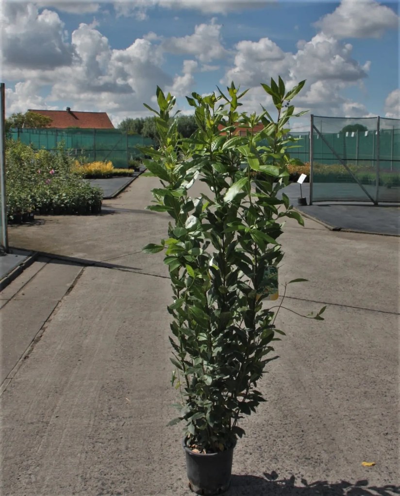 Laurus nobilis - pot 5L - 100-125 cm -