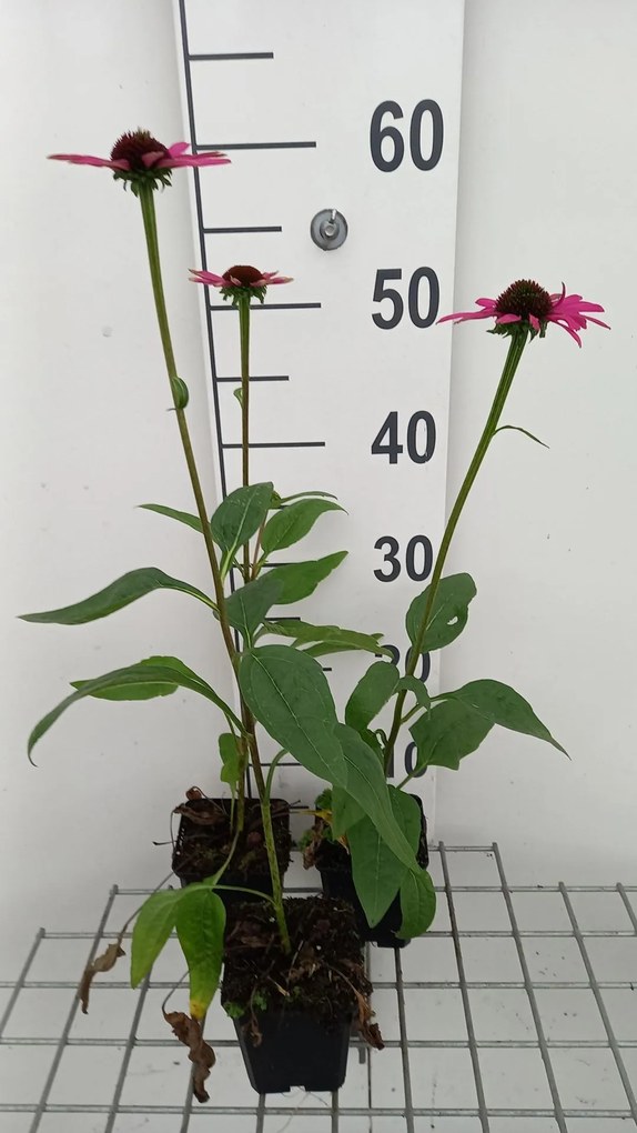 Echinacea purpurea 'Little Magnus' - pot 9x9 cm -