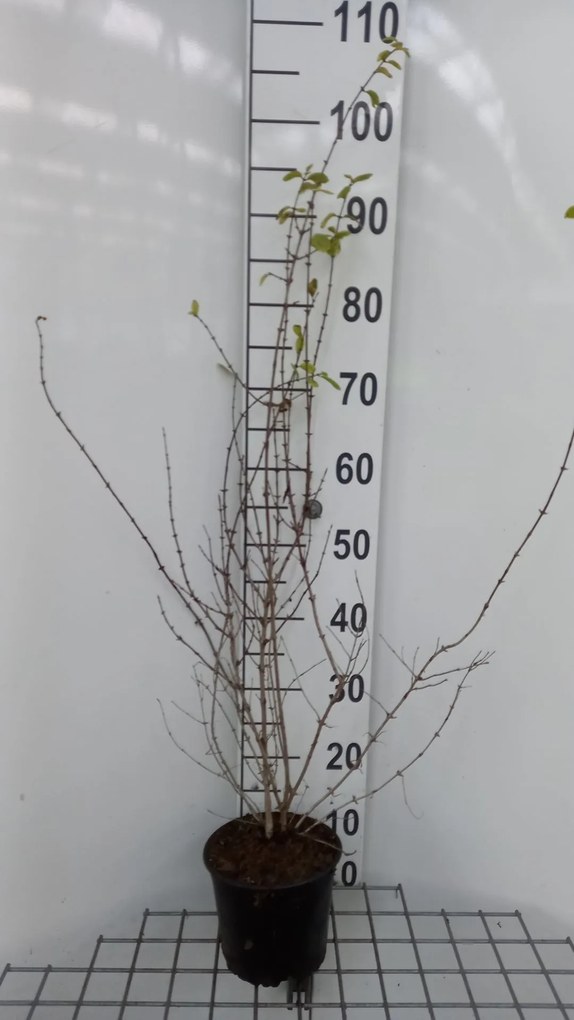 Lonicera xylosteum - pot 2L - 40-60 cm
