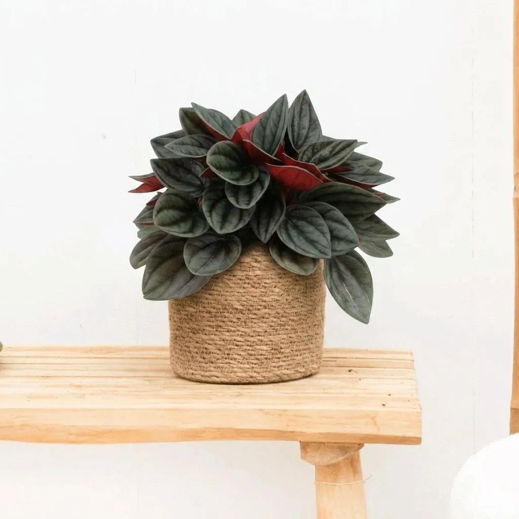 Peperomia Santorini - 20cm