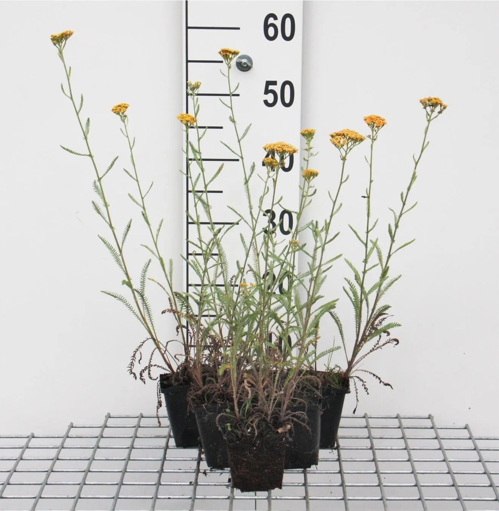 Achillea 'Terracotta' - pot 9x9 cm