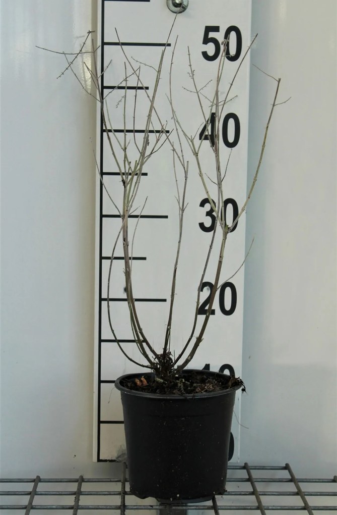 Perovskia 'Blue Spire' - pot 1,5L - 20-25 cm -