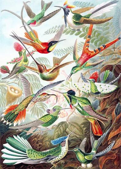 Hummingbirds - Canvas - 25x35