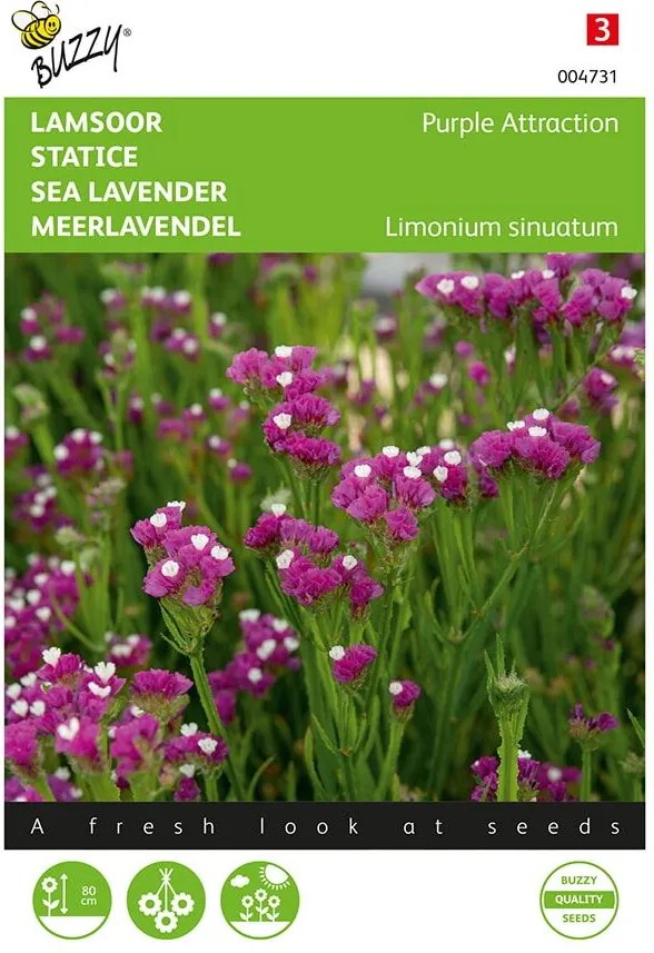 Buzzy seeds - bloemzaden - Limonium, Lamsoor Purple Attraction