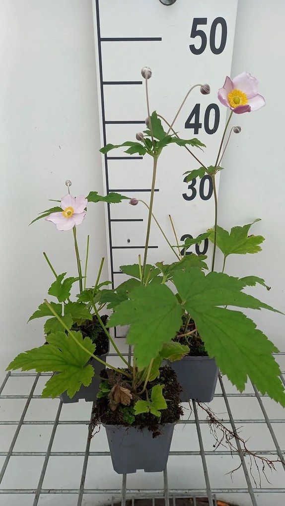 Anemone x hybrida 'Hadspen Abundance' - pot 9x9 cm -
