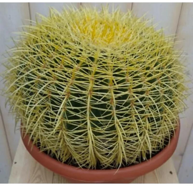 Kamerplant Cactus schoonmoedersstoel groot 20cm dia. Warentuin