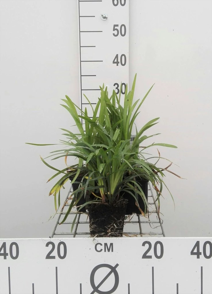 Liriope muscari 'Moneymaker' - pot 9x9 cm -