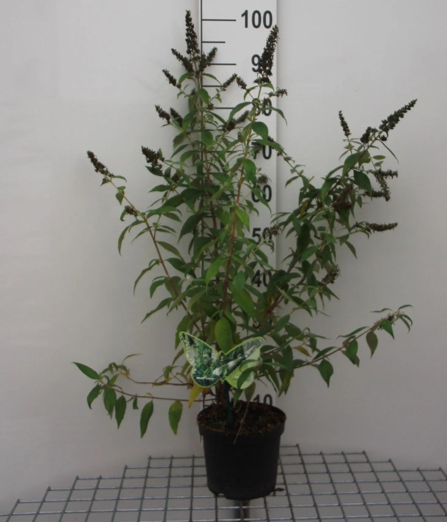 Buddleja 'ILVOARGUS1' - pot - 40-60 cm