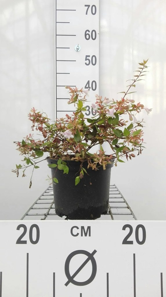 Abelia x grandiflora 'Francis Mason' - pot - 25-30 cm