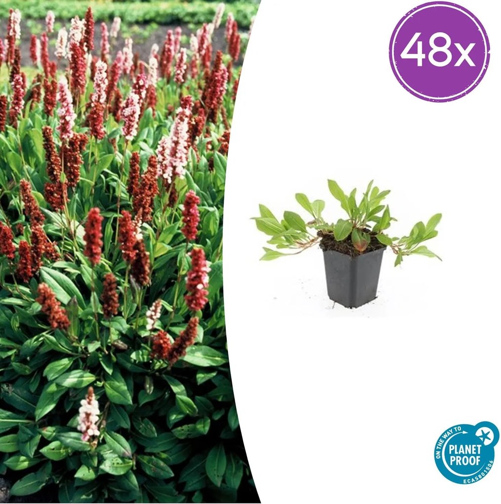Persicaria aff. 'Darjeeling Red' - 20cm