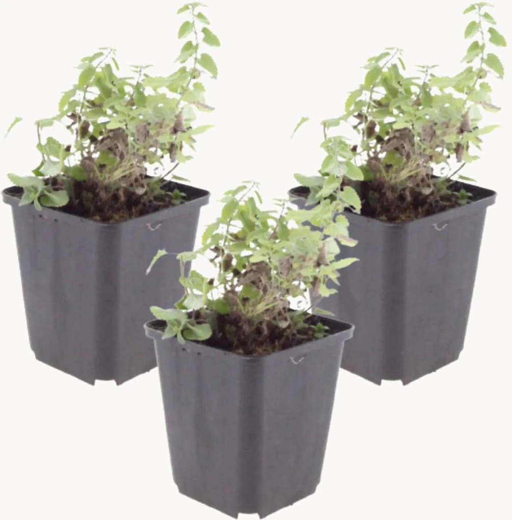 Planten Kattenkruid Nepeta Faassenii, 3-delig