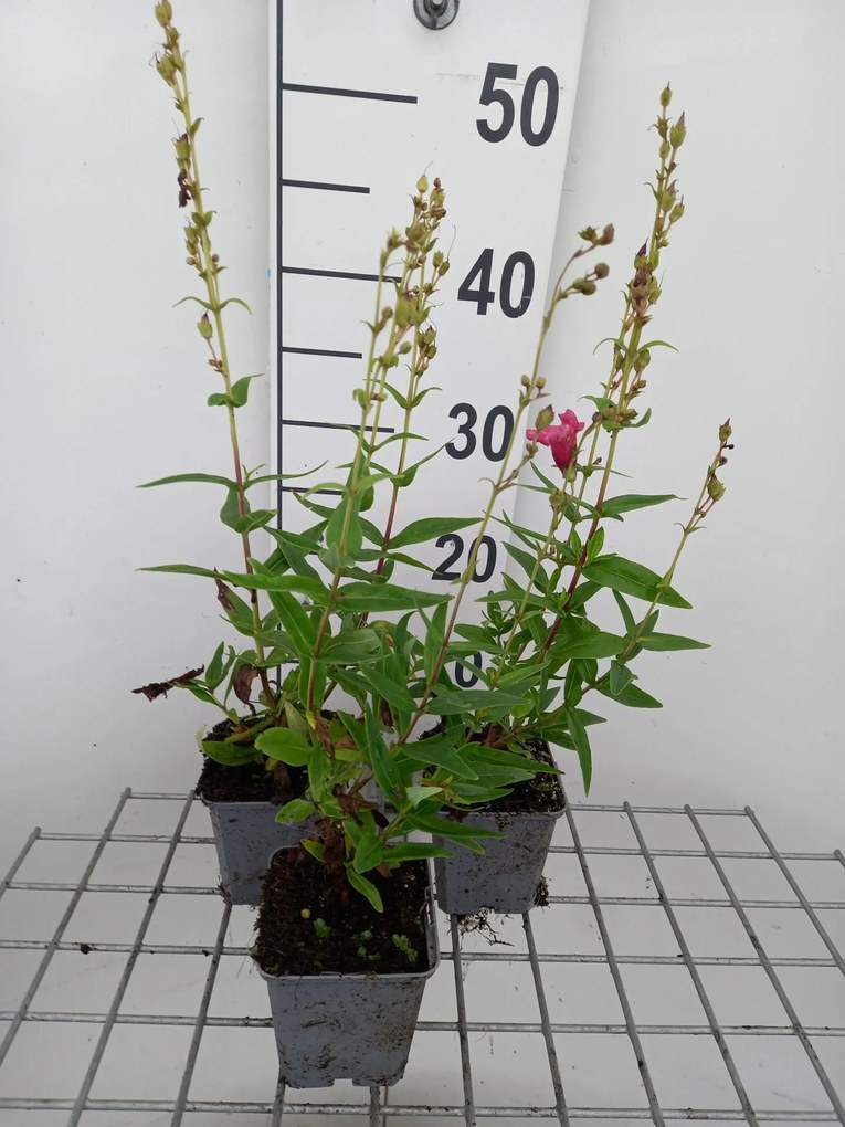 Penstemon 'Rubicunda' - pot 9x9 cm