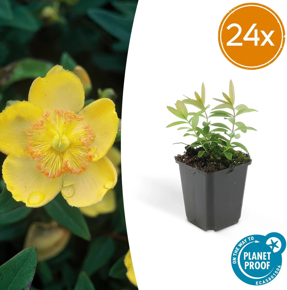 Hypericum Calycinum - 20cm