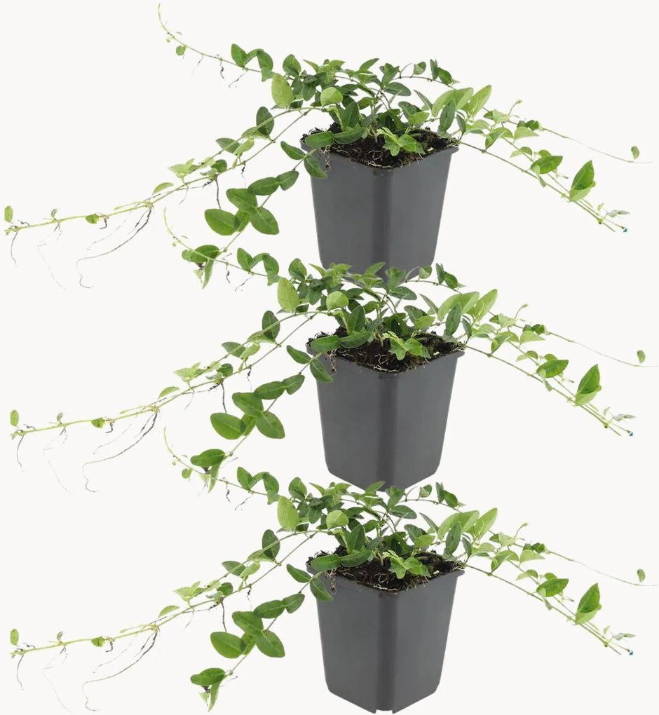 Planten paarse maarts viooltje Vinca minor Atropurpurea, 3-delig