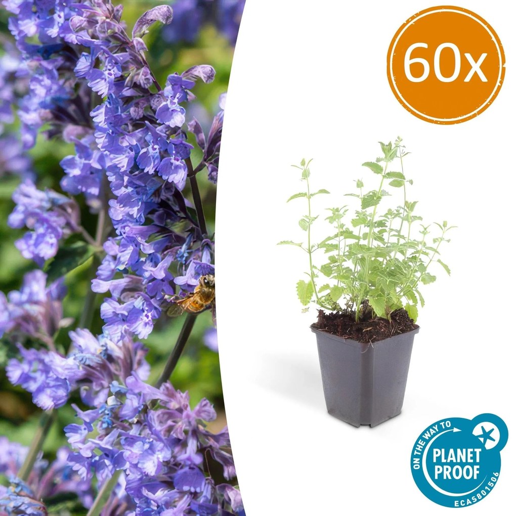 Nepeta 'Six Hills Giant' - 20cm