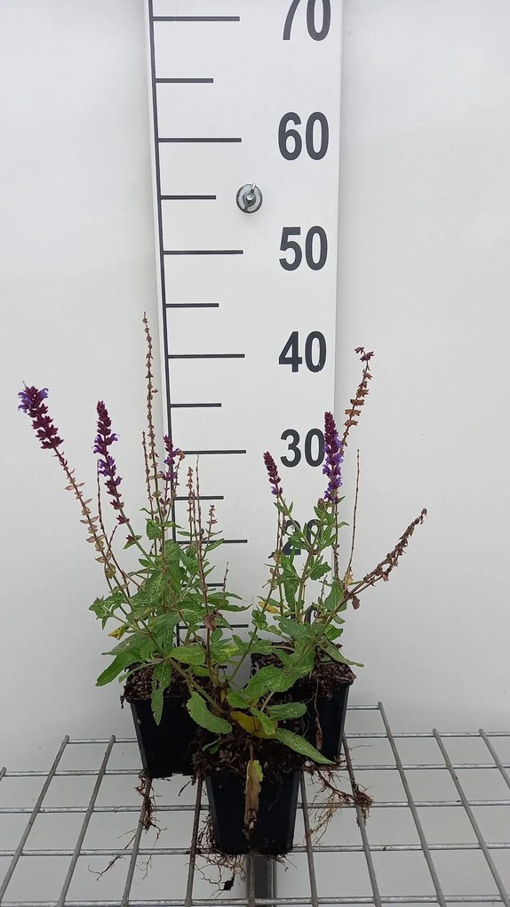 Salvia nemorosa 'Lubeca' - pot 9x9 cm